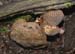fungi112