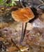 fungi113