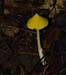 fungi115