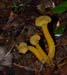 fungi117