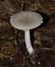 fungi118
