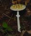 fungi120