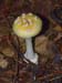 fungi121
