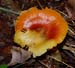 fungi122