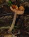 fungi123