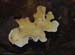 fungi124