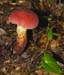 fungi125