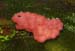 fungi126