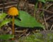 fungi127