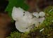 fungi128