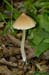 fungi129