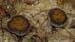 fungi130