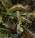 fungi131