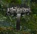 fungi132