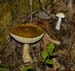 fungi133