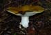 fungi134