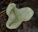 fungi135