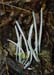 fungi136