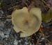 fungi137