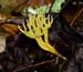 fungi138