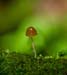 fungi139