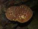 fungi140