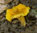 fungi141