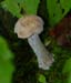 fungi142