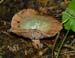 fungi143