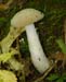 fungi144