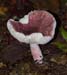 fungi146