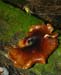 fungi147