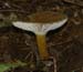 fungi148
