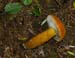 fungi149