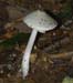 fungi150