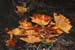 fungi151