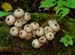 fungi152