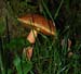 fungi153