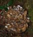 fungi154