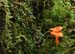 fungi155