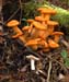 fungi156