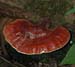 fungi157