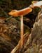 fungi158