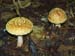 fungi160