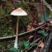 fungi161