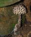 fungi162