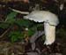 fungi163