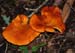 fungi164