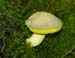 fungi165