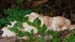 fungi166
